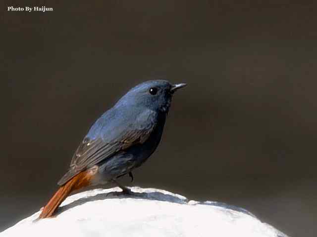 猎艳(红尾水鸲与白顶溪鸲) 猎艳(红尾水鸲与白顶溪鸲)