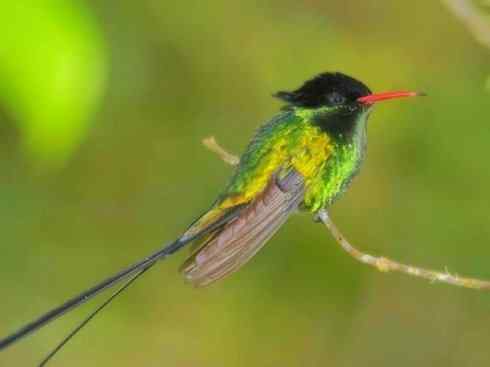 猎奇：奇特的鸟喙之九