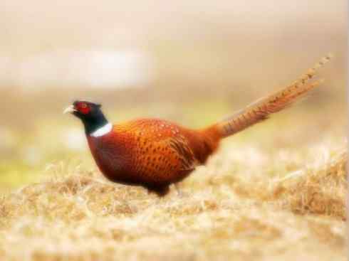 家禽驯化之源之五