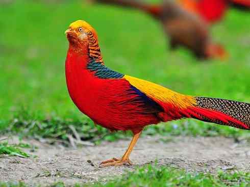 凤凰：传说中的鸟原型探秘（锦鸡）