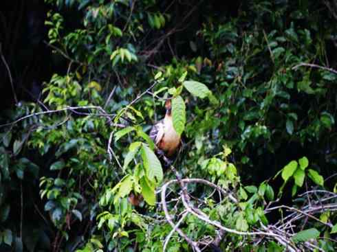 猎奇：十大奇异鸟类之三