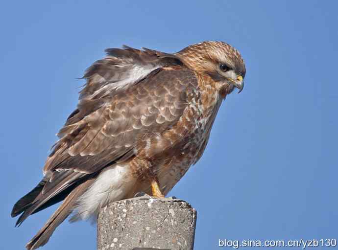 让大鵟飞一会儿(组图,8张图片)