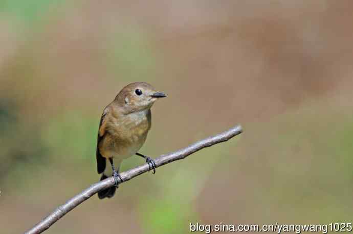 秋天的红喉姬鹟（14）