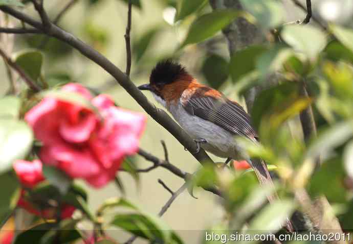 浙江拍的几种鹎