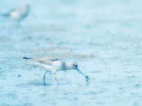 猎奇：奇特的鸟喙之五(重发之翘嘴鹬)