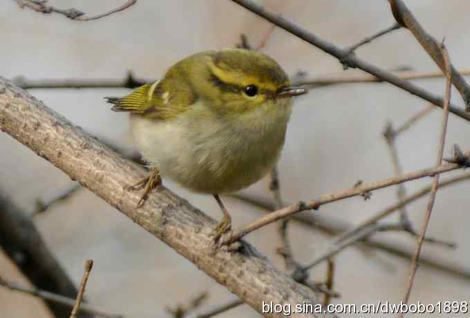 黄雀和植物园众小鸟 黄雀和植物园众小鸟