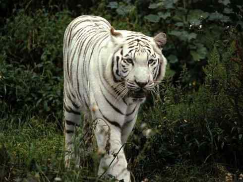 白虎：传说的兽原型探秘（孟加拉虎）