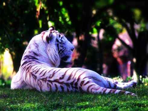 白虎：传说的兽原型探秘（孟加拉虎）