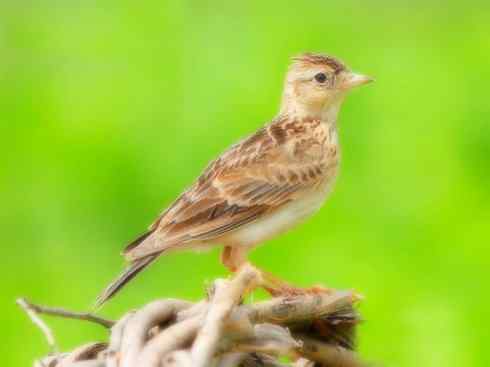 家禽驯化之源之二十八