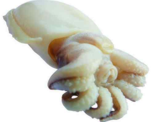 自然奇观：动物大迁徙(乌贼）