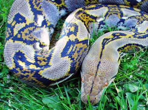 龙：传说的兽原型探秘（蟒蛇类）