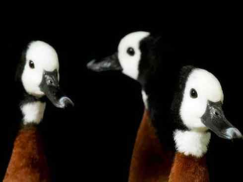 白头鸟系列:另类的美丽9 白头鸟系列:另类的美丽9