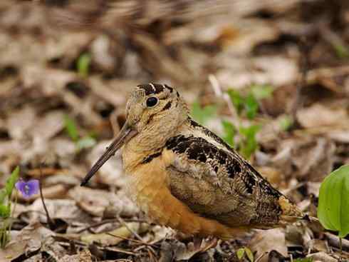 鸟类之最:小丘鹬 鸟类之最:小丘鹬