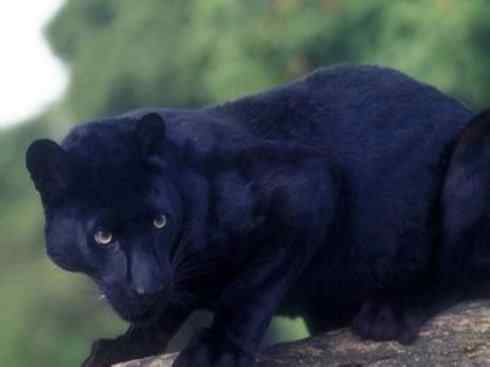 白虎：传说的兽原型探秘（美洲虎）