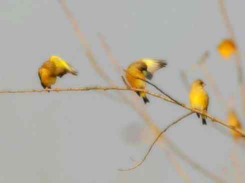 家禽驯化之源之十九