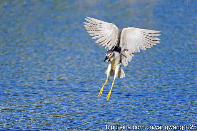 寻鱼的夜鹭（5）