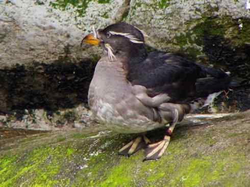 奇特的盔：角嘴海雀