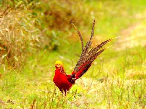 凤凰：传说中的鸟原型探秘（锦鸡）