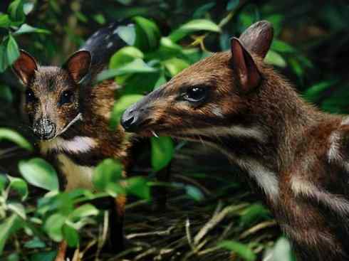 麒麟：传说的兽原型探秘（长颈鹿）
