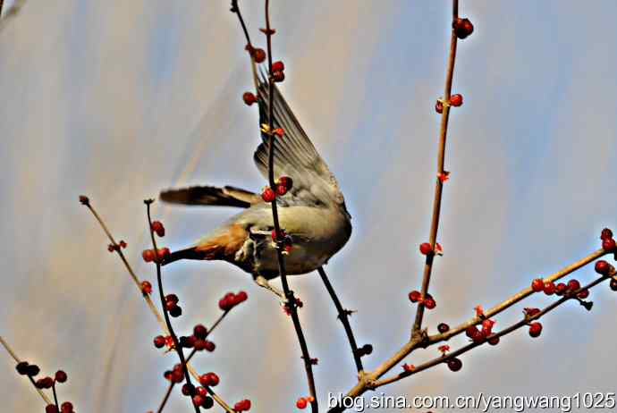 太平鸟（抓拍）2