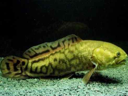 鱼类活化石：弓鳍鱼