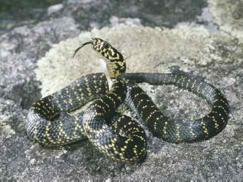 龙：传说的兽原型探秘（环蛇类）