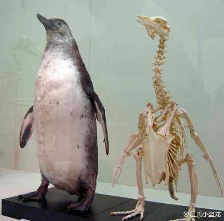 其实企鹅的脖子很长很长很长