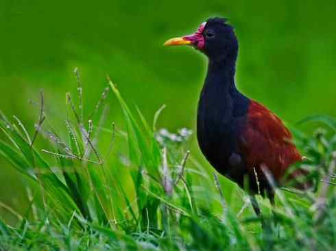 奇特的盔：非洲雉鸻