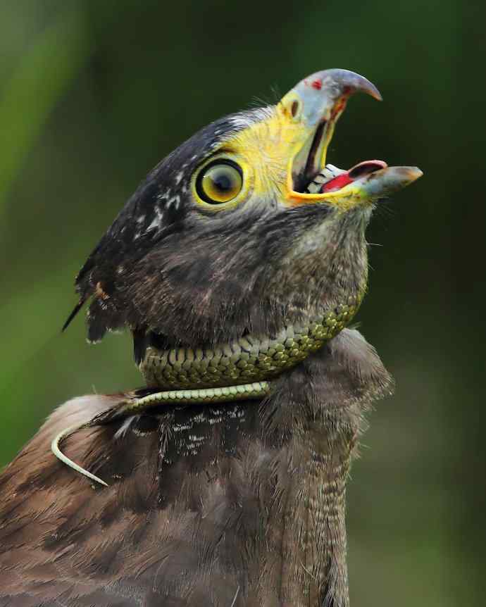 国家一级保护鸟类第2辑