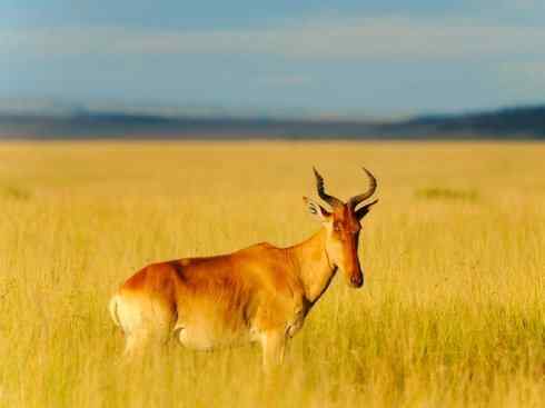 麒麟：传说的兽原型探秘（狷羚）