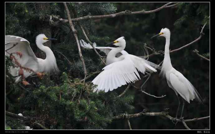 象山白鹭拍摄经验谈 象山白鹭拍摄经验谈