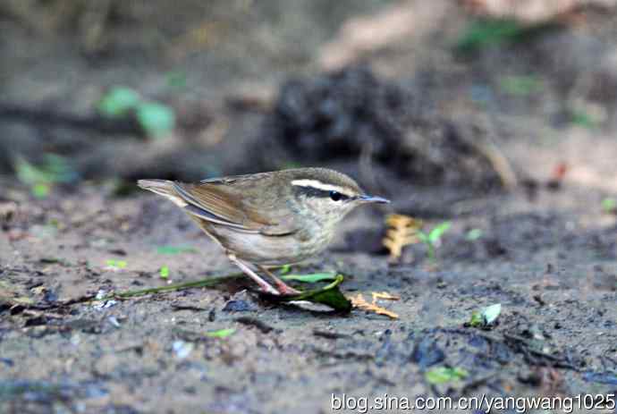 鳞头树莺（记录版）