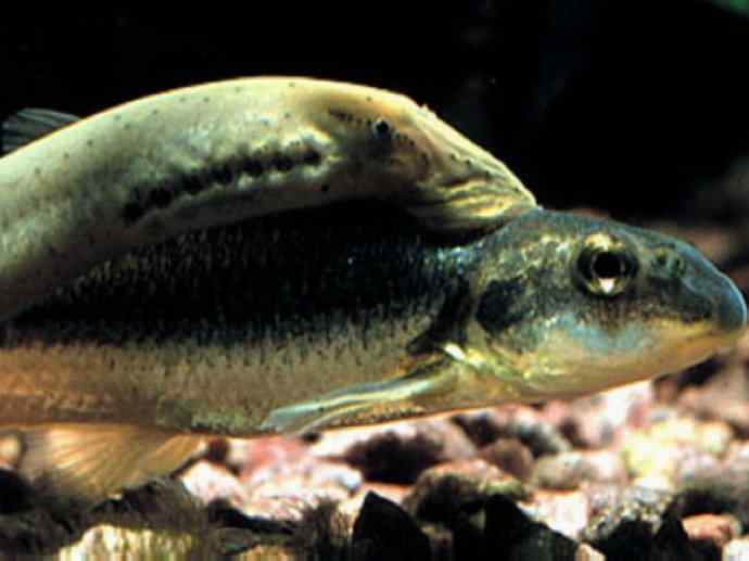 鱼类活化石：背眼七鳃鳗