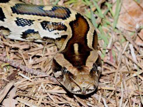 龙：传说的兽原型探秘（蟒蛇类）