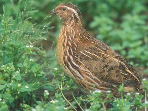 凤凰：传说的鸟原型探秘（鹌鹑）