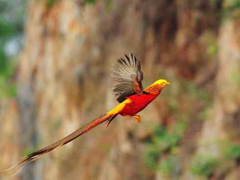 凤凰：传说中的鸟原型探秘（锦鸡）