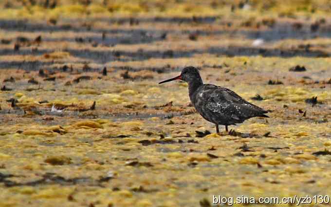鸟的天堂10鈥斺斘诹核睾５呐浣牵汉旖硼郑浚ㄗ橥迹