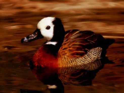 欣赏:美丽的树鸭 欣赏:美丽的树鸭