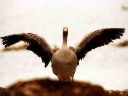 家禽驯化之源之三