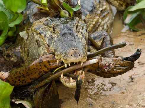 鱼类活化石：美洲肺鱼