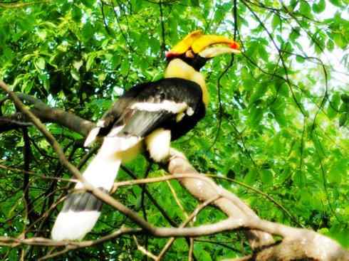 猎奇：奇特的鸟喙之三