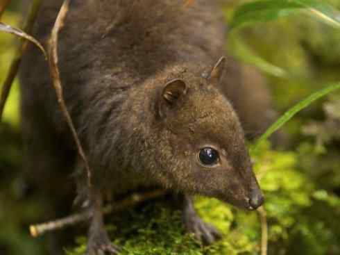 动物世界：山寨还是原创之八