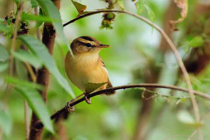 【新鸟】黑眉苇莺.发冠卷尾.巨嘴柳莺
