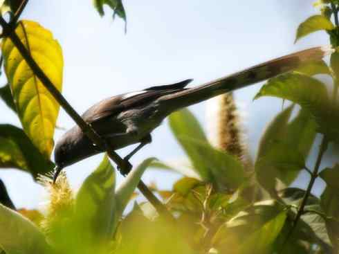 猎奇：长尾鸟雀之五