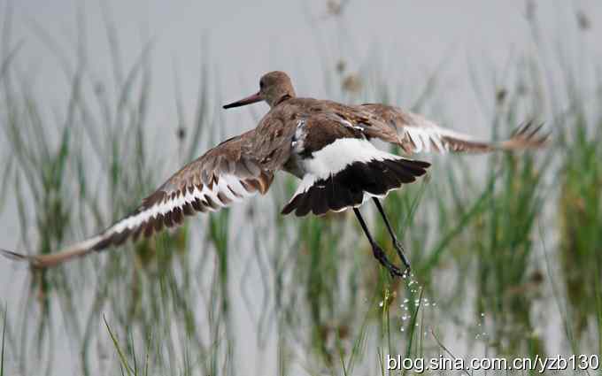 鸟的天堂10鈥斺斘诹核睾５呐浣牵汉旖硼郑浚ㄗ橥迹