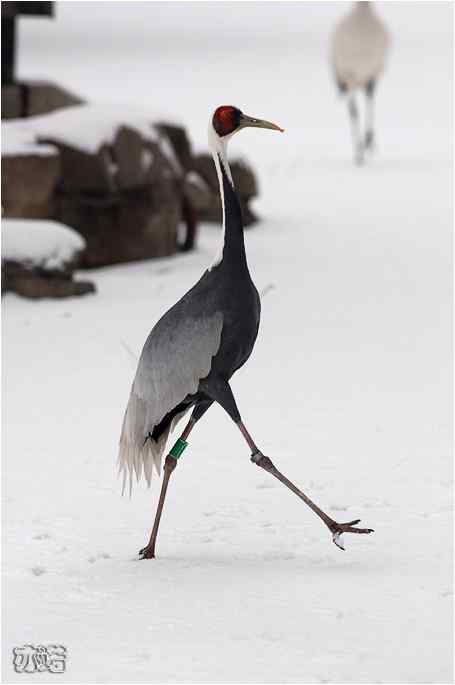  点击图片或使用键盘← →翻页