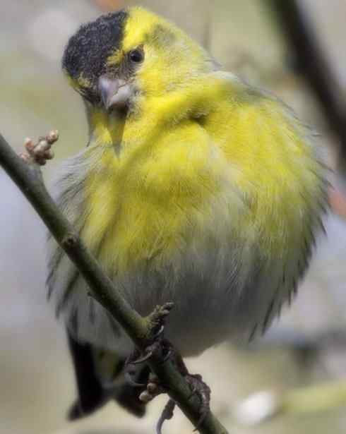 家禽驯化之源之十九