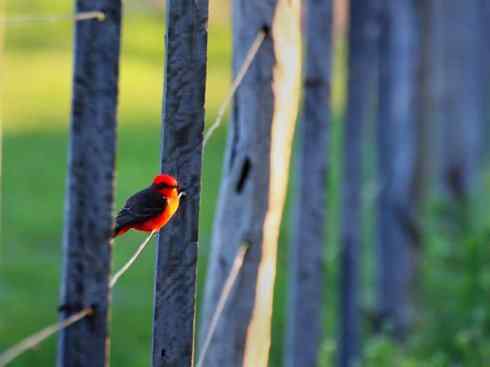 极品红色鸟类：朱红霸鶲