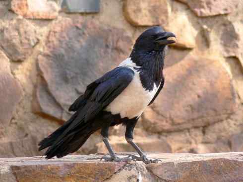 奇特的盔：厚嘴渡鸦