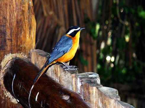 白头鸟系列:另类的美丽（白头歌鵖）